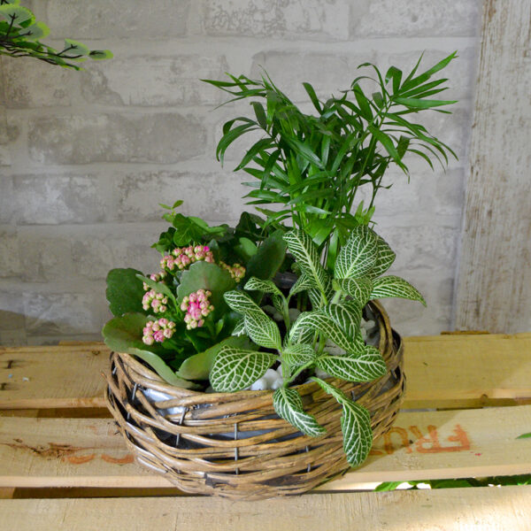 Amazonas - composición en cesta pequeña de plantas variadas