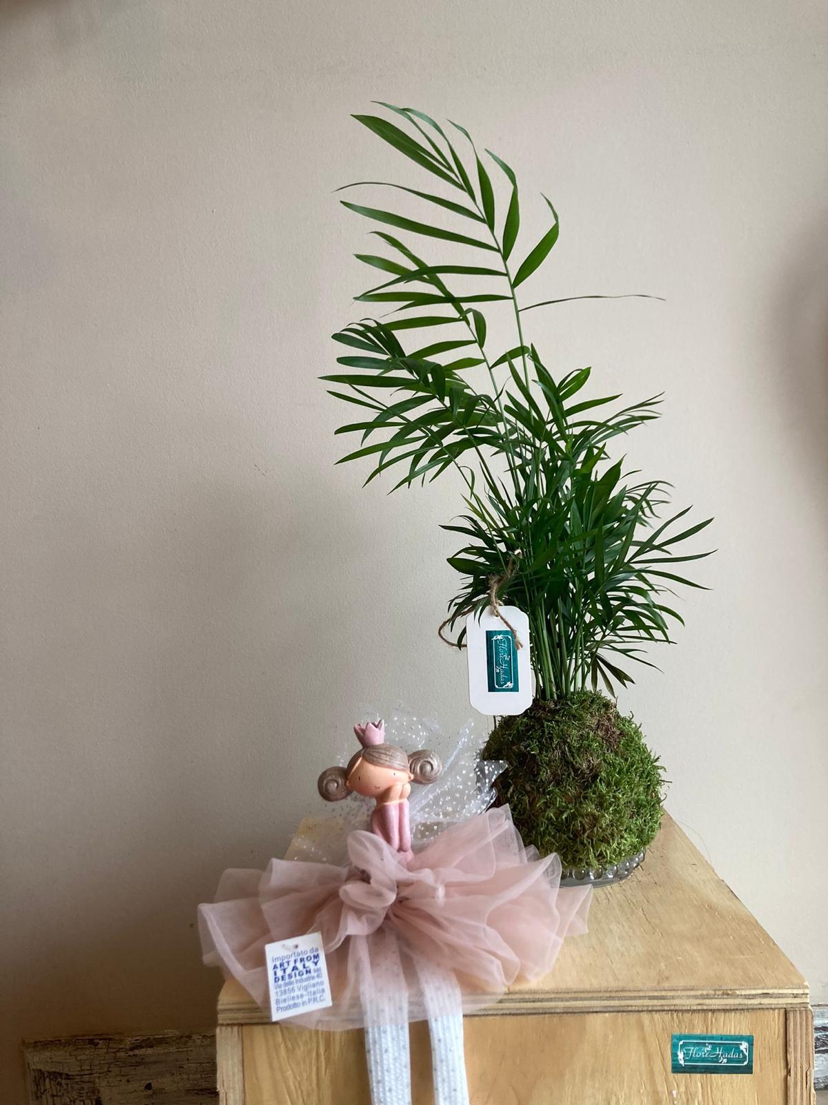Kokedama